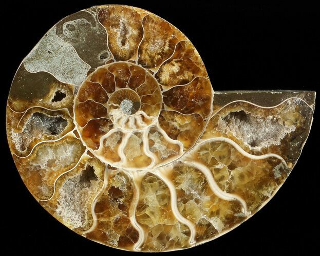 Agatized Ammonite Fossil (Half) #68811